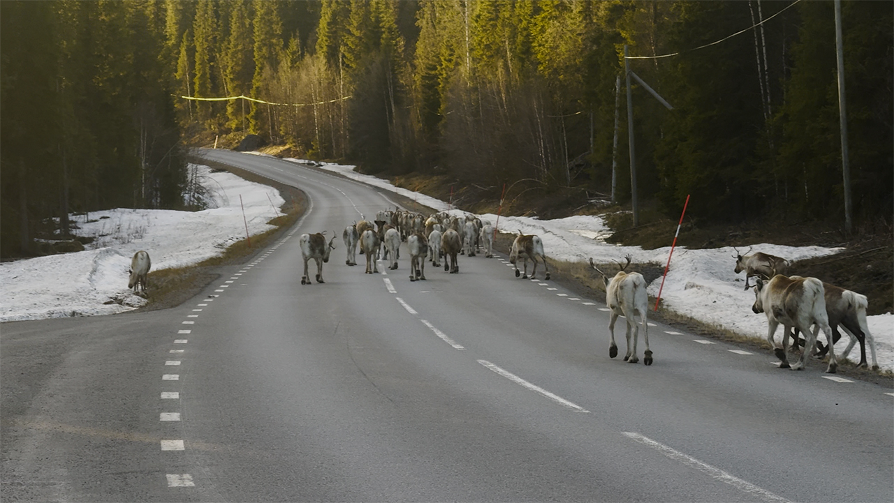 Reindeer